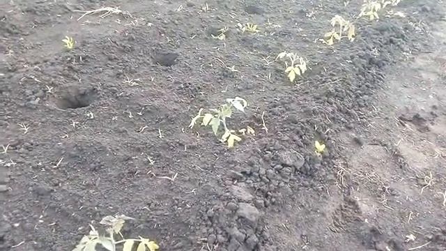 Спасаем огород от сильного ветра смотреть онлайн