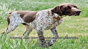 Как назвать охотничью собаку?