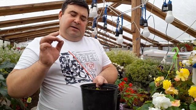 Как сохранить??? клубневые бегонии зимой. смотреть онлайн