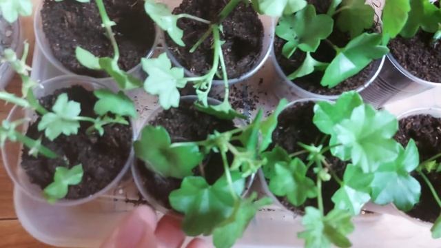 Лучший способ черенкования Пеларгонии\Герани\ Чем удобрить Герань, для пышного цветения смотреть онлайн