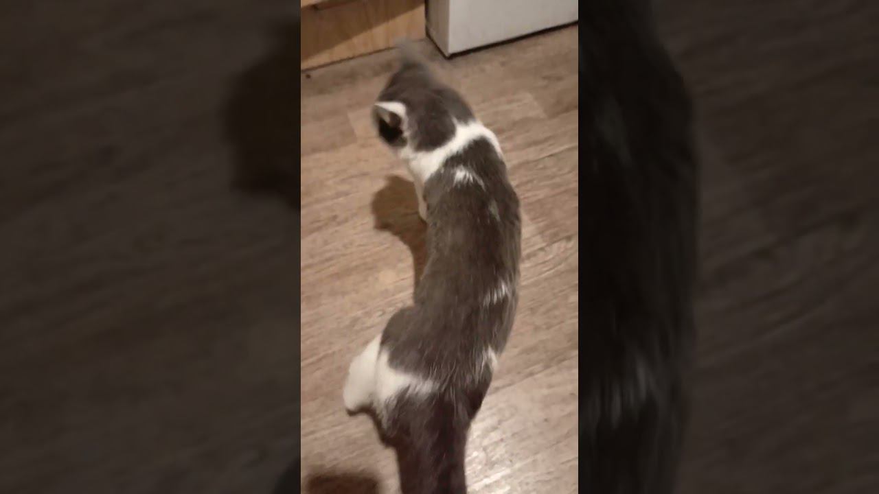 Мой котейка. #кот #мурзик #питомец #любовь #лайк #добро #котики смотреть онлайн