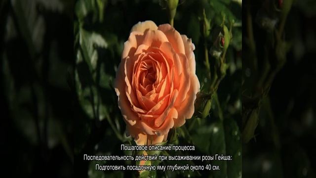 Роза Гейша (Geisha) — особенности выращивания смотреть онлайн