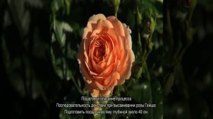 Роза Гейша (Geisha) — особенности выращивания