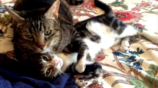 Хозяева принесли на эвтаназию свою кошечку из за того, что она не такая как все смотреть онлайн