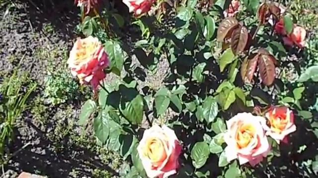 ТРИ РОЗЫ 2017 года смотреть онлайн