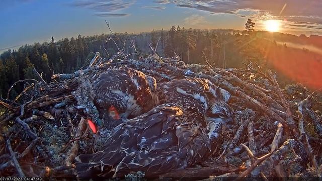 Скопа Иво и Ирис. Утро - Osprey Ivo and Iris. Morning смотреть онлайн