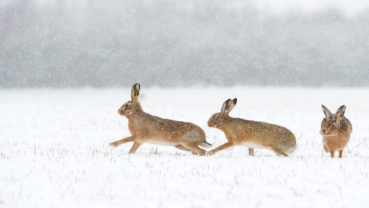 Охота на зайца. ЗАЙЦА ОЧЕНЬ МНОГО. Закрываю сезон охоты. Тропление зайца по свежему снегу. смотреть онлайн