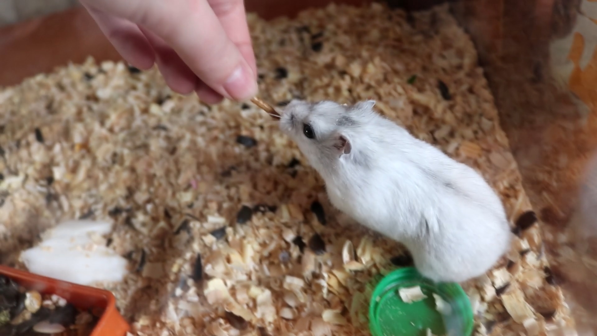 РАЗДАЛА ХОМЯЧАТ / ЕДУ ЗА ХОМЯКАМИ В ДРУГОЙ ГОРОД смотреть онлайн