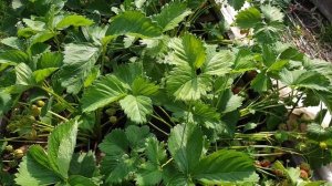 Клубника Полька и Клубника Зенга Зенгана бьёт рекорды по сбору урожая.