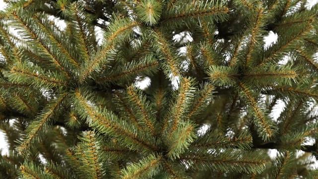 Искусственная елка Венгерская (Max Christmas) смотреть онлайн