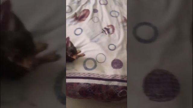 Игрунья смотреть онлайн