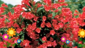 Вейгела цветущая Олл Саммер Ред. Краткий обзор, описание weigela florida All Summer Red
