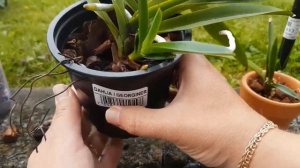 Орхидея ванда. Уход за подростками.