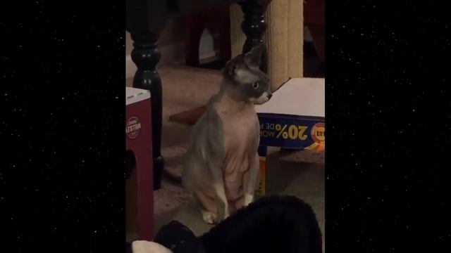 Из-за аллергии кота заперли в одиночестве в другой части дома... смотреть онлайн