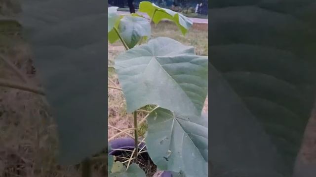 Павлония состояние на конец первого года посадки смотреть онлайн