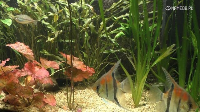 2 типа людей по знаку Зодиака. К какому относитесь Вы. Часть 3 смотреть онлайн