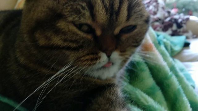 МИЛАя коШКА спит (часть 2) смотреть онлайн