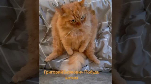 Grigory Berkovich Григорий Беркович "Побудь котом" смотреть онлайн