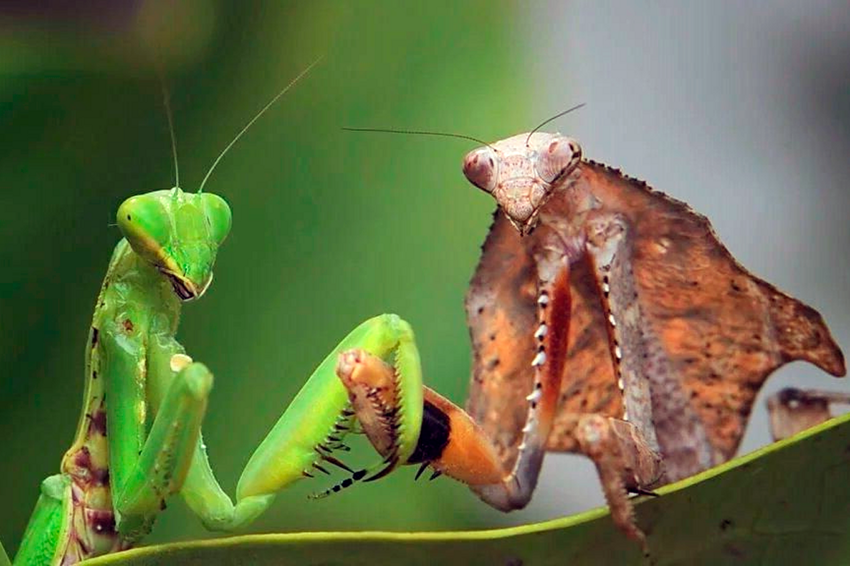 Зачем самка богомола съедает самца после спаривания? смотреть онлайн