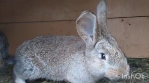 Кролики Фландр | В чем отличие пород Ризен, Фландр, Бельгийский великан
