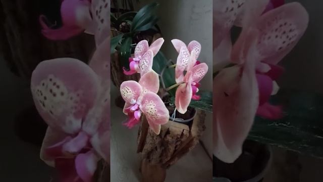 Орхидея фаленопсис Дикий персик моё цветение смотреть онлайн