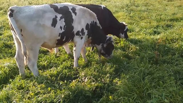 Откорм быков в Германии. Порода моих быков. смотреть онлайн