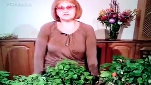 Лесная земляника и Садовая земляника смотреть онлайн