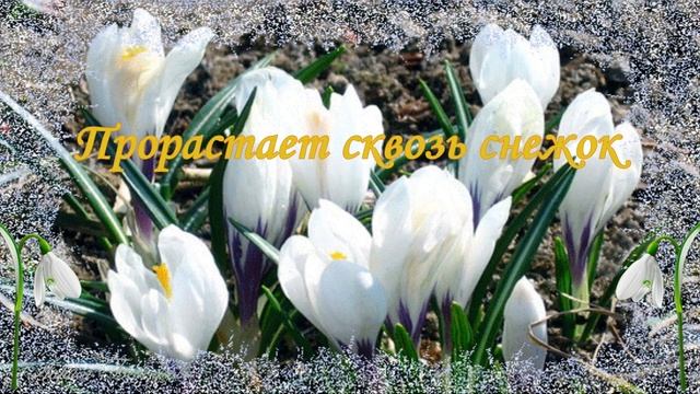 Подснежники первые цветы. С Днем подснежника! смотреть онлайн
