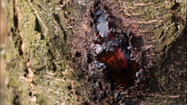 Камедетечение у черешни и как с этим бороться смотреть онлайн