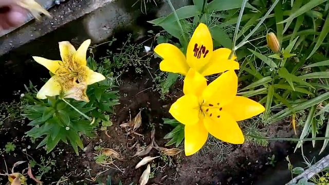 Лилии посаженные в прошлом году Ландини, Синкс Санс и другие смотреть онлайн