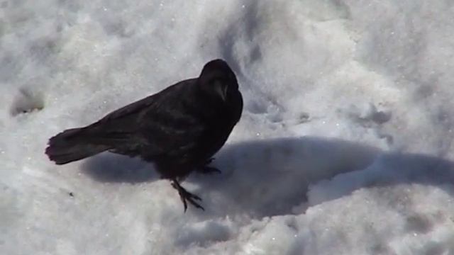 Ворона тролит собаку смотреть онлайн