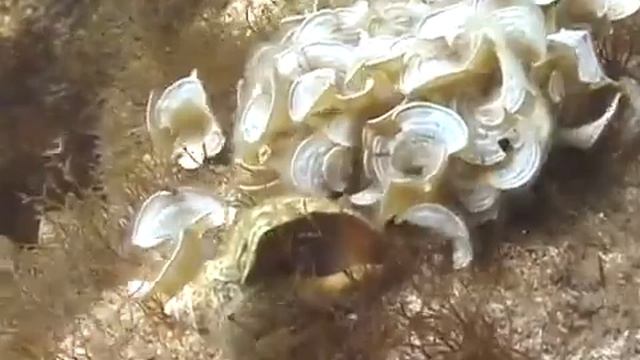 © Водоросли Черного моря Padina pavonia 021 Video Dr Oleg Kovtun смотреть онлайн