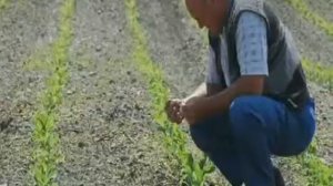 Кораген® против кукурузного мотылька