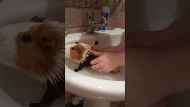 Жизнь морских свинок. Подошла очередь купаться Яндекс смотреть онлайн