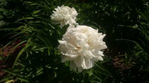 Paeonia White Lullaby