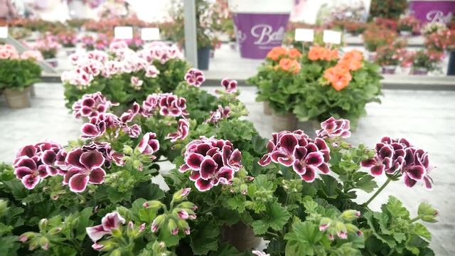 Pelargonium Grandiflorum Elegance Imperial - Garden Plant With Flowers In Spectacular Colours