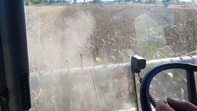 Шок.Уборка 2020 .любашівка .соняшник сипе 32 ц/га.ЕС АЛЬФА ,ЕС САКСОН,ЕС БЕРЕКЕТ ,ЕС СУПРА ,ЕС ІМІБ