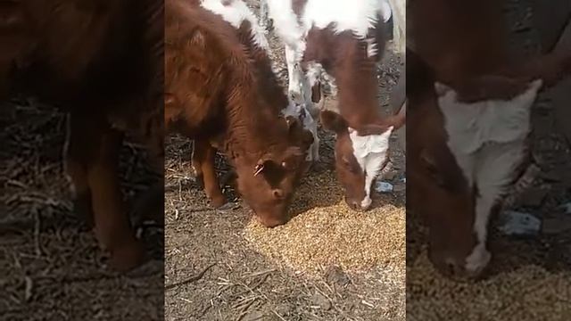 Телята едят ракушку морскую смотреть онлайн