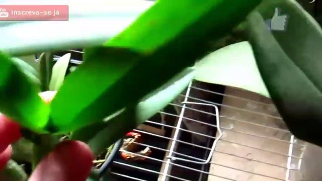 COMO ESTA A PHAL QUE TEVE ACÚMULO DE ÁGUA NO MIOLINHO,20 DIAS DEPOIS? смотреть онлайн