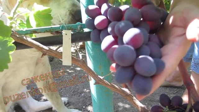 Памяти учителю- виноград очень раннего срока созревания (Пузенко Наталья Лариасовна) смотреть онлайн