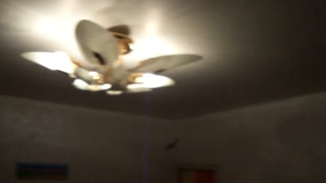 Bat in the house. Летучая мышь залетела в квартиру смотреть онлайн