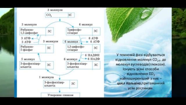 Фотосинтез: світлова та темнова фаза || Фотосинтез: световая и темновая фаза. Цикл Кальвина. смотреть онлайн