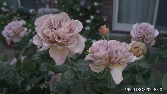 SIGMA fp + 45mm F2.8 DG DN | Contemporary (CinemaDNG 12bit UHD) [Camera Test] смотреть онлайн