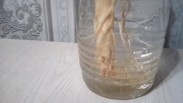 НАСТОЙКА ЖЕНЬШЕНЯ смотреть онлайн