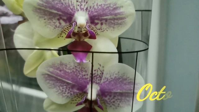 Montreux, Andorra и другие орхидеи с названиями в магазине СибФлора г. Омск. смотреть онлайн