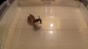 Какой груз выбрать для оснастки джиг-риг