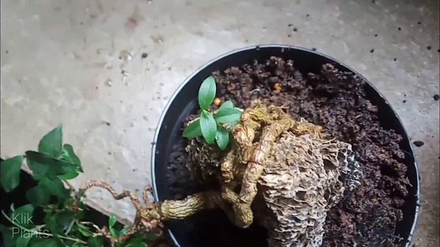 PROGRAM LANJUTAN - SAKURA MIKRO ( MALPIGHIA GLABRA) On The Rock #9 смотреть онлайн