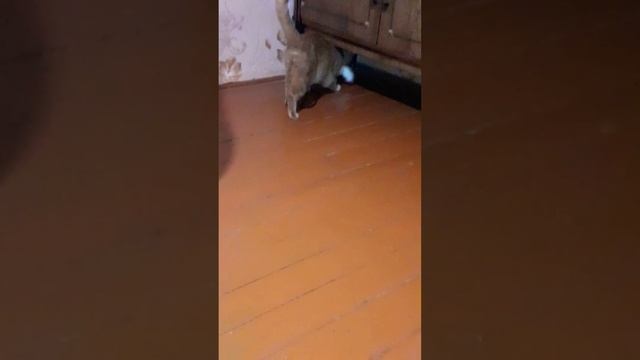 Персик и хвост кролика смотреть онлайн
