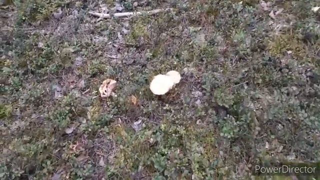 #Мох_сфагнум / для #Орхидей /Два вида сфагнума .Лес /воздух/ПОГУЛЯЕМ смотреть онлайн