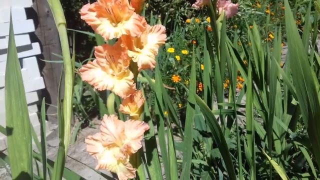 Обзор новых сортов гладиолусов смотреть онлайн